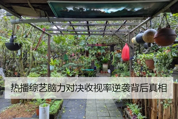 热播综艺脑力对决收视率逆袭背后真相